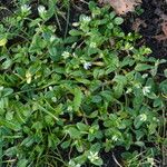 Cerastium semidecandrum Foglia