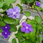 Brunfelsia pauciflora Fiore