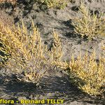 Salicornia stricta 形態