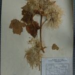 Clematis buchananiana Други