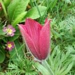 Anemone rubra Květ
