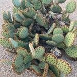 Opuntia aciculata Ліст