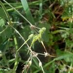 Erodium laciniatum Frukto