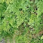 Adiantum venustum Folha