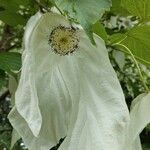 Davidia involucrata Кветка