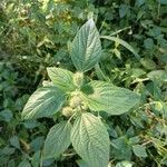 Acalypha alopecuroidea Leaf