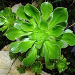 Aeonium castello-paivae Blad