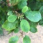 Frangula alnus Leaf