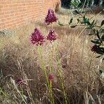 Allium sphaerocephalon Flors