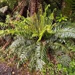 Polystichum munitumHoja