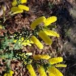 Acacia drummondii Flower