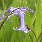 Hyacinthoides non-scriptaFlower