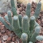 Hoodia gordonii Blatt