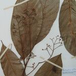 Nectandra pulverulenta Annet