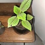 Pilea involucrata Ліст