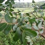 Copaifera langsdorffii Leaf