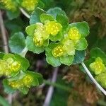 Chrysosplenium oppositifolium Blomma