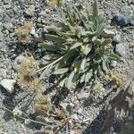 Phacelia hastata Hábitos