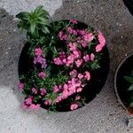 Dianthus barbatusFloare