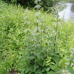 Urtica dioica Hábitos