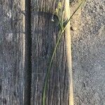 Cyperus longus Hoja