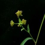 Bupleurum gracillimum Flower