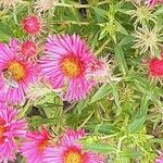 Symphyotrichum novae-angliae Flower