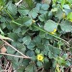 Potentilla indicaList