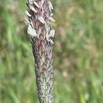 Phalaris coerulescens 花
