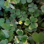 Oxalis corniculata Habit