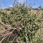 Boscia integrifolia Лист
