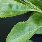 Frangula alnus Leaf