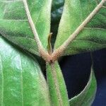 Inga sapindoides Corteza