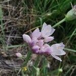 Allium roseum Flor