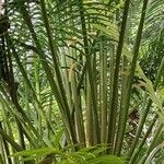 Cycas circinalis Lapas