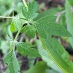 Cardiospermum halicacabum Blatt