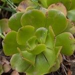 Aeonium glutinosum Blatt