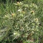 Cirsium ferox عادت داشتن