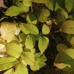 Syringa josikaea Leaf