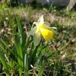 Narcissus pseudonarcissus Flor