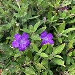 Ruellia longepetiolata Цвят