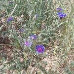 Centaurea cyanoidesBlüte