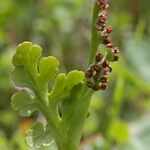 Botrychium matricariifolium Other