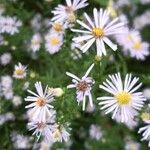 Symphyotrichum lanceolatum Vrucht