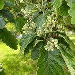 Sorbus intermedia পাতা