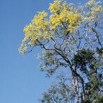 Handroanthus serratifolius Vekstform