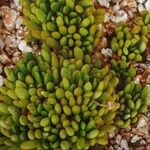 Anacampseros marlothii Hábito