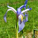 Iris missouriensis ᱵᱟᱦᱟ