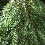 Araucaria heterophylla Blad