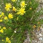 Senecio inaequidensBlomma